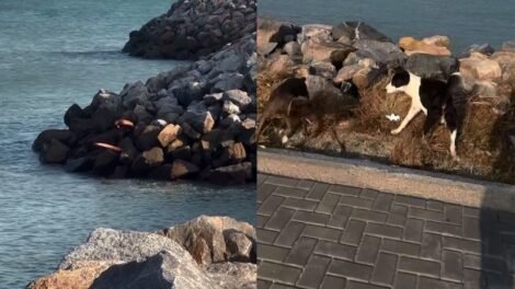 surfista-resgata-cachorro-que-ficou-preso-as-pedras-de-espigao-na-praia-do-icarai,-no-ceara