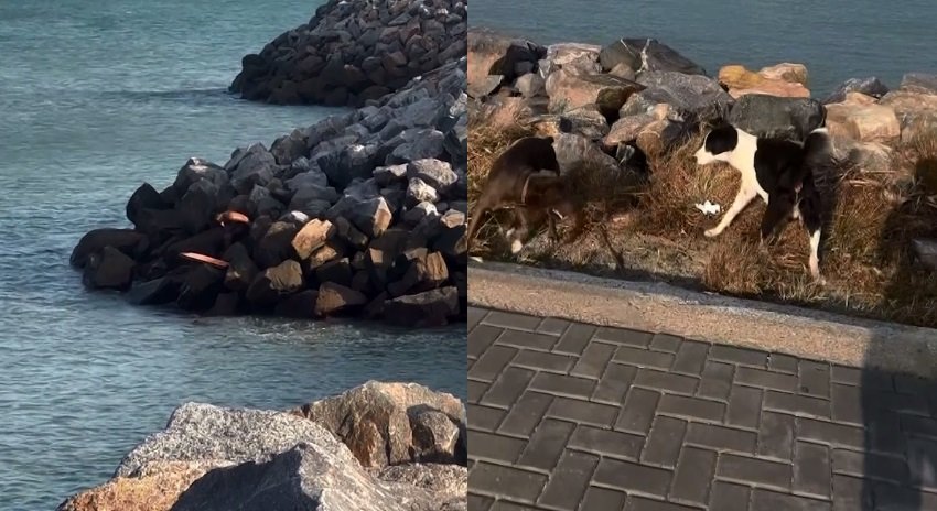 surfista-resgata-cachorro-que-ficou-preso-as-pedras-de-espigao-na-praia-do-icarai,-no-ceara