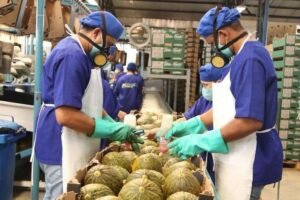 porto-do-pecem-projeta-exportacao-de-200-conteineres-de-frutas-por-semana-para-a-europa