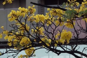 com-inicio-da-primavera,-ceara-tem-ipes-florescendo,-mais-calor-e-menos-chuvas