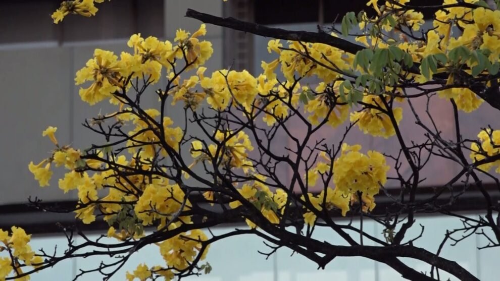 com-inicio-da-primavera,-ceara-tem-ipes-florescendo,-mais-calor-e-menos-chuvas