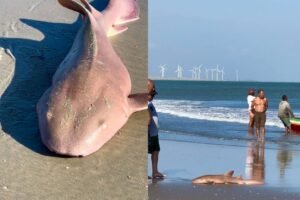 tubarao-lixa-e-capturado-por-pescadores-na-praia-do-maceio,-em-camocim