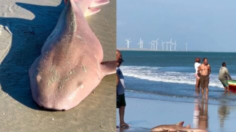 tubarao-lixa-e-capturado-por-pescadores-na-praia-do-maceio,-em-camocim