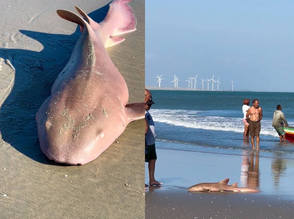 tubarao-lixa-e-capturado-por-pescadores-na-praia-do-maceio,-em-camocim