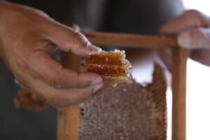 producao-de-mel-no-ceara-sobe-mais-de-240%-entre-os-anos-de-2017-e-2024