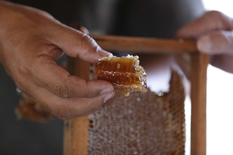 producao-de-mel-no-ceara-sobe-mais-de-240%-entre-os-anos-de-2017-e-2024