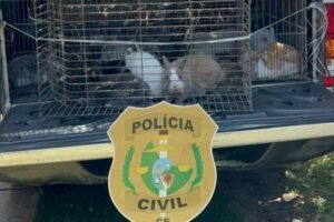 policia-resgata-45-coelhos-mantidos-em-cativeiro-e-em-condicoes-de-maus-tratos-em-fortaleza