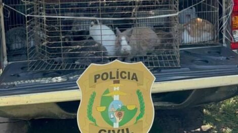 policia-resgata-45-coelhos-mantidos-em-cativeiro-e-em-condicoes-de-maus-tratos-em-fortaleza