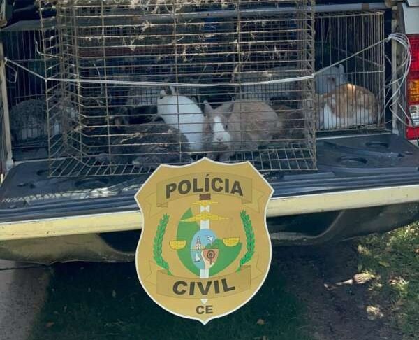 policia-resgata-45-coelhos-mantidos-em-cativeiro-e-em-condicoes-de-maus-tratos-em-fortaleza