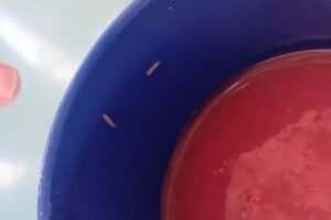 estudantes-encontram-larvas-e-carne-estragada-na-merenda-de-escola-em-fortaleza