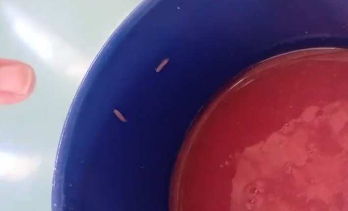 estudantes-encontram-larvas-e-carne-estragada-na-merenda-de-escola-em-fortaleza