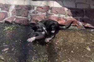 filhote-de-gato-e-resgatado-e-adotado-apos-ficar-preso-em-tubulacao-de-casa-em-fortaleza