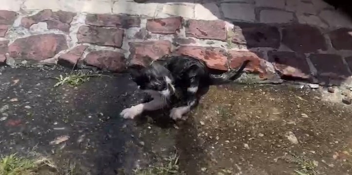 filhote-de-gato-e-resgatado-e-adotado-apos-ficar-preso-em-tubulacao-de-casa-em-fortaleza