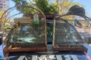policia-militar-resgata-passaros-silvestres-mantidos-ilegalmente-em-casa-em-fortaleza