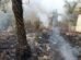 incendio-atinge-area-proxima-ao-parque-do-coco-e-mobiliza-corpo-de-bombeiros-em-fortaleza