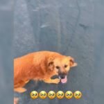 cadela-agredida-com-pedaco-de-madeira-e-encontrada-viva-em-juazeiro-do-norte,-no-ce