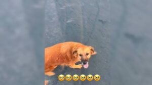 cadela-agredida-com-pedaco-de-madeira-e-encontrada-viva-em-juazeiro-do-norte,-no-ce