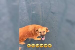 cadela-agredida-com-pedaco-de-madeira-e-encontrada-viva-em-juazeiro-do-norte,-no-ce