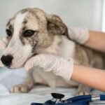 fortaleza-realiza-acao-de-vacinacao-antirrabica-para-caes-e-gatos-neste-fim-de-semana