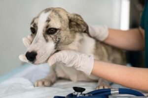 fortaleza-realiza-acao-de-vacinacao-antirrabica-para-caes-e-gatos-neste-fim-de-semana
