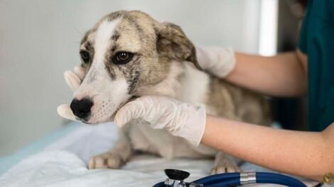 fortaleza-realiza-acao-de-vacinacao-antirrabica-para-caes-e-gatos-neste-fim-de-semana