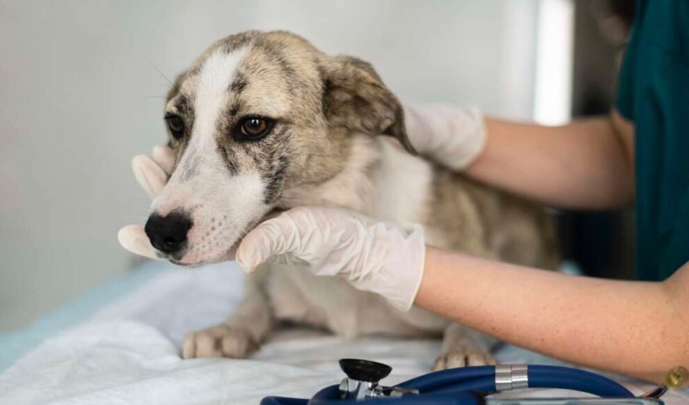fortaleza-realiza-acao-de-vacinacao-antirrabica-para-caes-e-gatos-neste-fim-de-semana