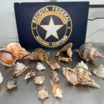 receita-federal-apreende-70-kg-de-conchas-e-buzios-que-seriam-exportados-ilegalmente-para-a-italia