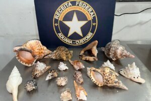 receita-federal-apreende-70-kg-de-conchas-e-buzios-que-seriam-exportados-ilegalmente-para-a-italia