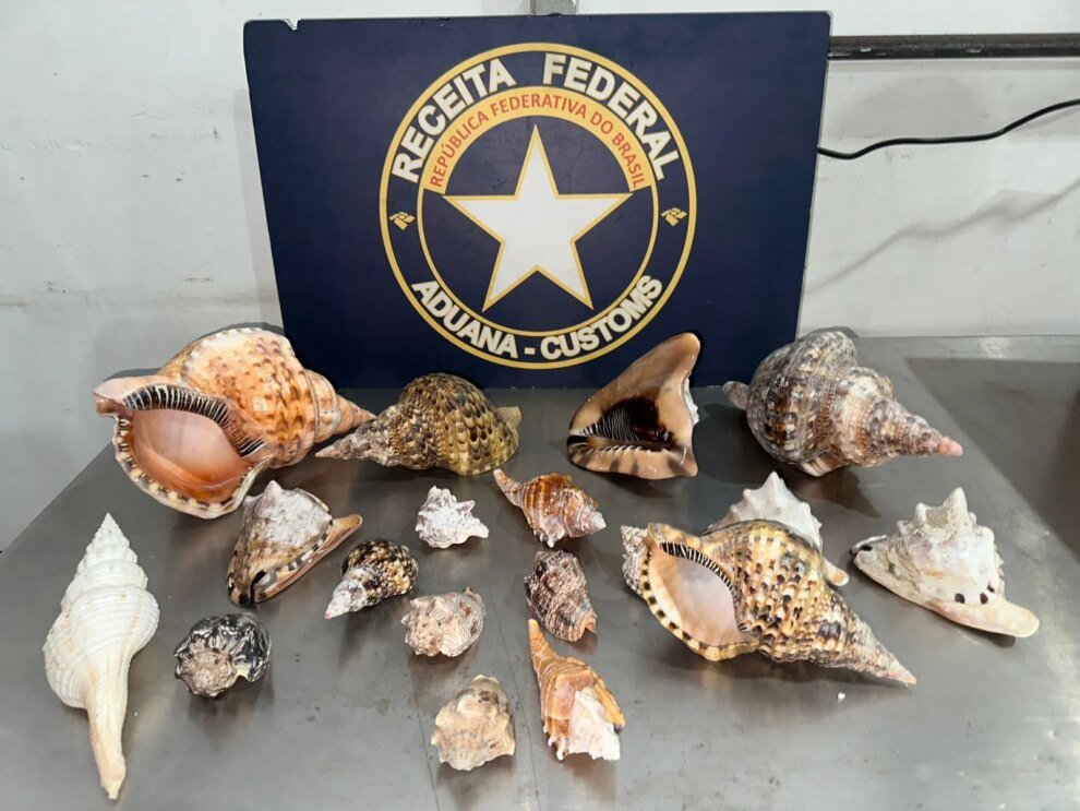 receita-federal-apreende-70-kg-de-conchas-e-buzios-que-seriam-exportados-ilegalmente-para-a-italia