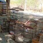policia-resgata-135-aves-silvestres-e-4-tatus-mantidos-em-cativeiro-em-crateus,-no-ceara