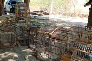 policia-resgata-135-aves-silvestres-e-4-tatus-mantidos-em-cativeiro-em-crateus,-no-ceara