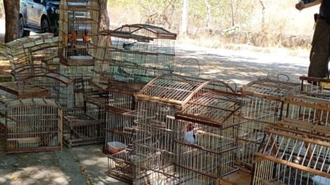 policia-resgata-135-aves-silvestres-e-4-tatus-mantidos-em-cativeiro-em-crateus,-no-ceara