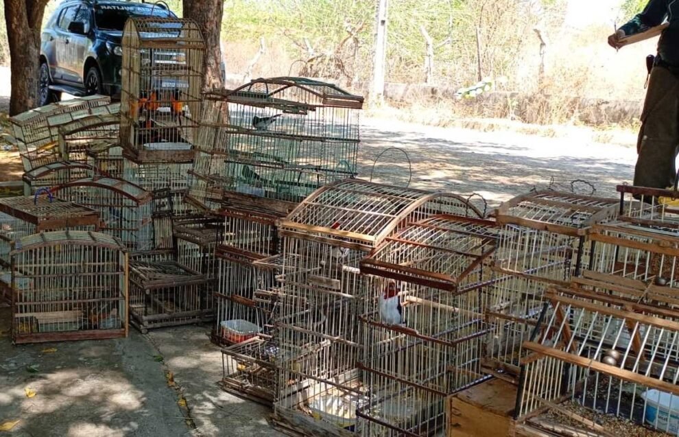 policia-resgata-135-aves-silvestres-e-4-tatus-mantidos-em-cativeiro-em-crateus,-no-ceara