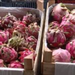 produtores-do-ceara-investem-em-frutas-exoticas-como-pitaia,-tamara-e-damasco