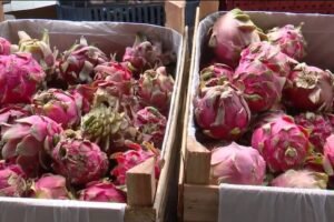 produtores-do-ceara-investem-em-frutas-exoticas-como-pitaia,-tamara-e-damasco