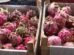 produtores-do-ceara-investem-em-frutas-exoticas-como-pitaia,-tamara-e-damasco