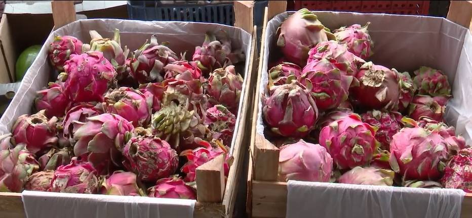 produtores-do-ceara-investem-em-frutas-exoticas-como-pitaia,-tamara-e-damasco