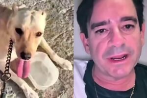 cantor-da-banda-styllus-e-atacado-por-pitbulls-enquanto-passeava-com-o-proprio-cachorro,-no-ceara