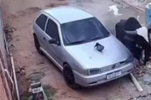 boi-descontrolado-persegue-moradores,-danifica-carro-e-invade-casa-em-juazeiro-do-norte/ce