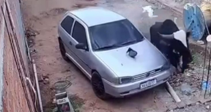 boi-descontrolado-persegue-moradores,-danifica-carro-e-invade-casa-em-juazeiro-do-norte/ce