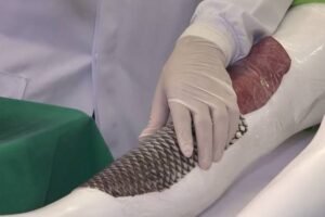 ufc-inaugura-laboratorio-dedicado-a-pesquisa-da-pele-de-tilapia-em-fortaleza