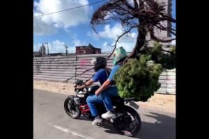 homem-e-flagrado-levando-arvore-em-garupa-de-moto-em-fortaleza;-veja-o-video