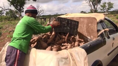 ceara-produz-a-cada-safra-mais-de-700-mil-toneladas-de-mandioca,-materia-prima-da-tapioca