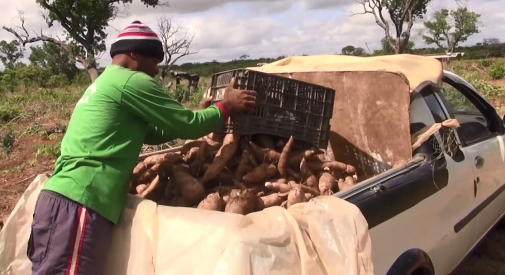 ceara-produz-a-cada-safra-mais-de-700-mil-toneladas-de-mandioca,-materia-prima-da-tapioca