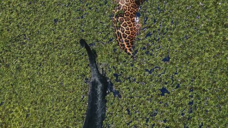 fotografo-registra-onca-pintada-e-“pantera-negra”-tomando-banho-juntas-no-amazonas