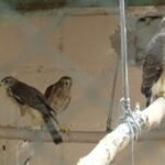 corpo-de-bombeiros-registra-5.955-resgates-de-animais-no-primeiro-semestre-de-2025,-no-ceara