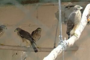 corpo-de-bombeiros-registra-5.955-resgates-de-animais-no-primeiro-semestre-de-2025,-no-ceara