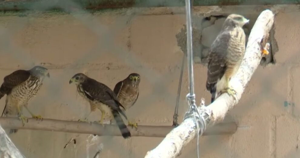 corpo-de-bombeiros-registra-5.955-resgates-de-animais-no-primeiro-semestre-de-2025,-no-ceara