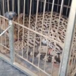 jaguatirica-ferida-e-resgatada-pela-pm-em-area-rural-de-missao-velha,-no-ceara