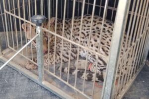 jaguatirica-ferida-e-resgatada-pela-pm-em-area-rural-de-missao-velha,-no-ceara